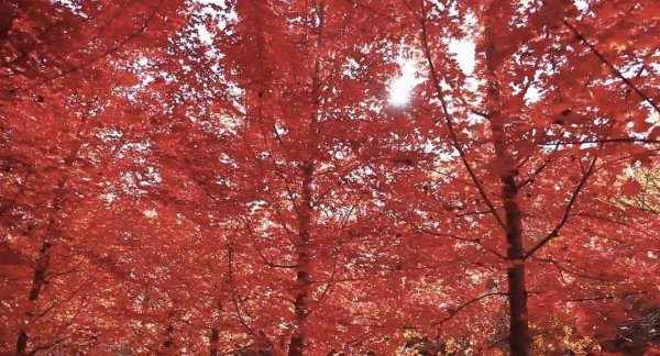 日富农优配 层林尽染！山东金秋红叶观赏地图出炉 解锁醉美秋景